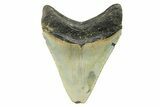 Serrated, Fossil Megalodon Tooth - North Carolina #298943-1